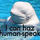 Illustration for article titled Easily the best thing youll hear all week: a beluga whale mimicking human speech